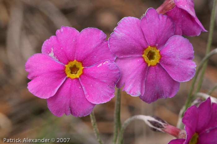 <i>Primula rusbyi </i>