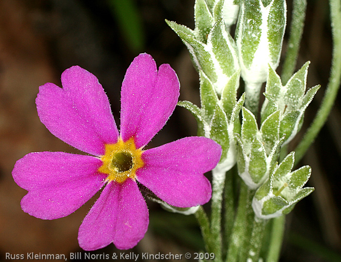 <i>Primula rusbyi </i>