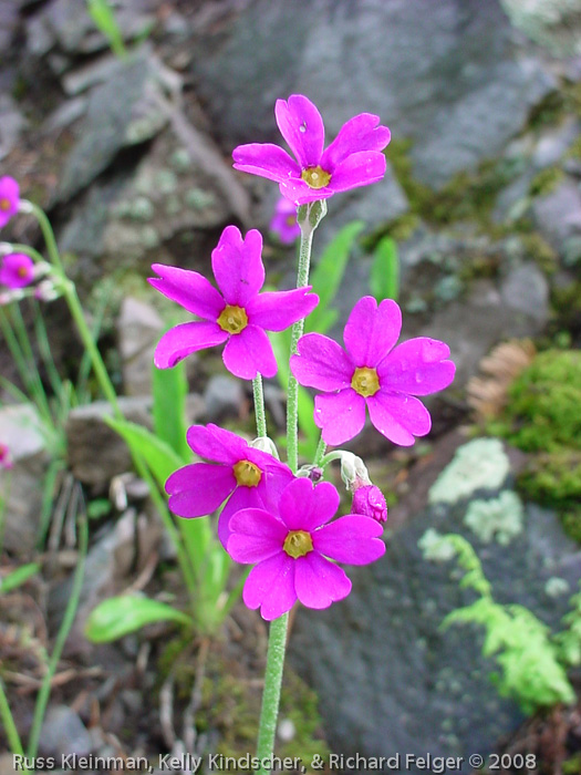 <i>Primula rusbyi </i>