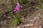 <i>Primula rusbyi </i>