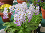 <i>Primula rusbyi </i>