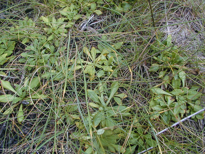 <i>Primula scahalinensis </i>