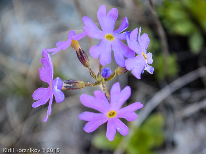 <i>Primula scahalinensis </i>