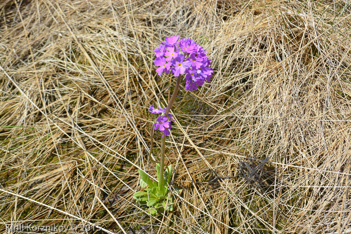 <i>Primula scahalinensis </i>