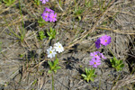 <i>Primula scahalinensis </i>