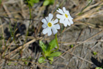 <i>Primula scahalinensis </i>