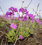 <i>Primula scahalinensis </i>