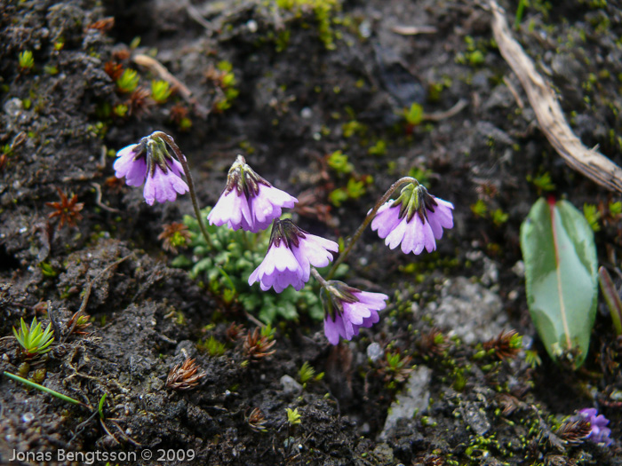 <i>Primula sapphirina </i>