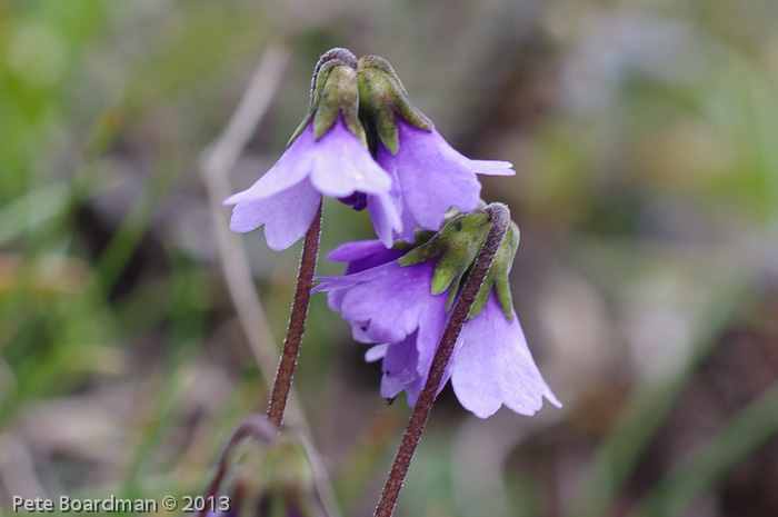 <i>Primula sapphirina </i>