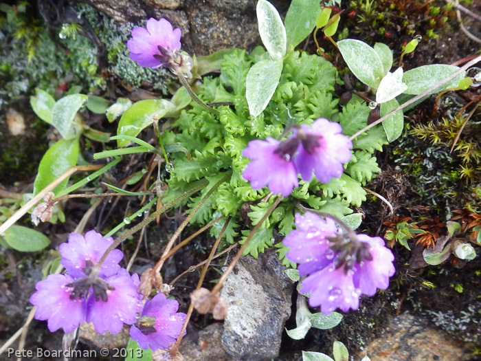 <i>Primula sapphirina </i>