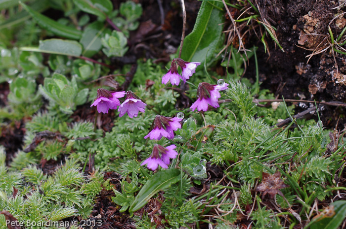 <i>Primula sapphirina </i>