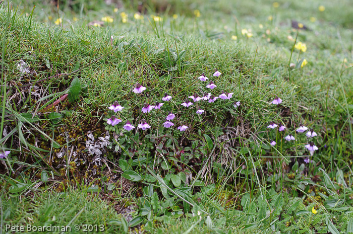 <i>Primula sapphirina </i>