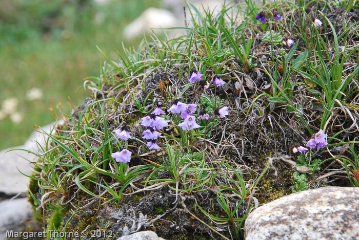 <i>Primula sapphirina </i>