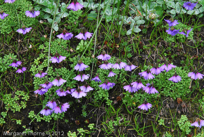 <i>Primula sapphirina </i>