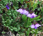 <i>Primula sapphirina </i>