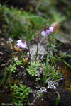 <i>Primula sapphirina </i>