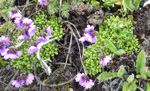 <i>Primula sapphirina </i>