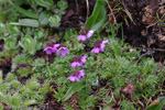 <i>Primula sapphirina </i>