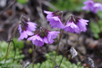 <i>Primula sapphirina </i>