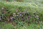 <i>Primula sapphirina </i>