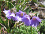 <i>Primula sapphirina </i>