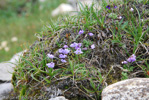 <i>Primula sapphirina </i>