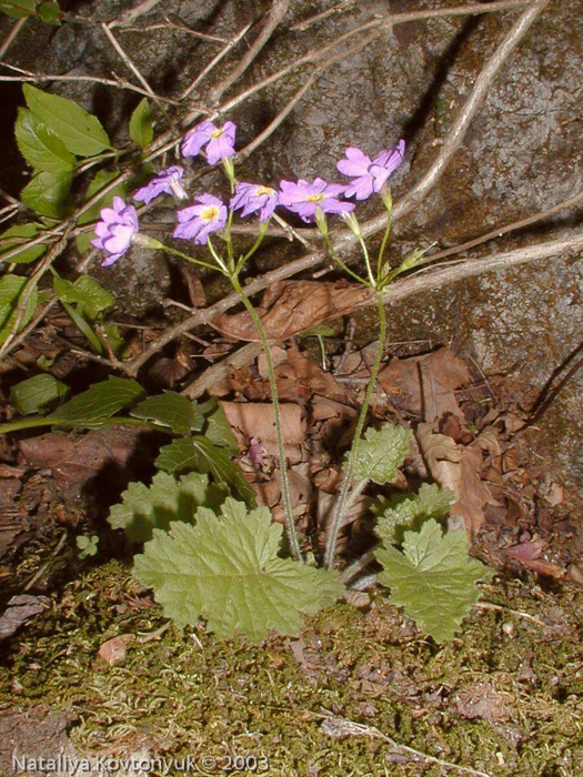 <i>Primula saxatilis </i>