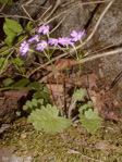 <i>Primula saxatilis </i>