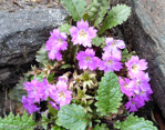 <i>Primula scapigera </i>