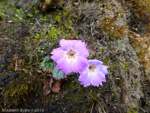 <i>Primula scapigera </i>