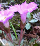 <i>Primula scapigera </i>