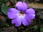 <i>Primula scapigera </i>