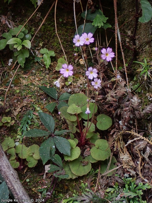 <i>Primula scopulicola </i>