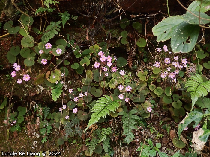 <i>Primula scopulicola </i>