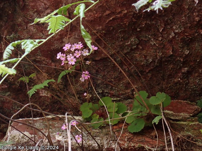 <i>Primula scopulicola </i>