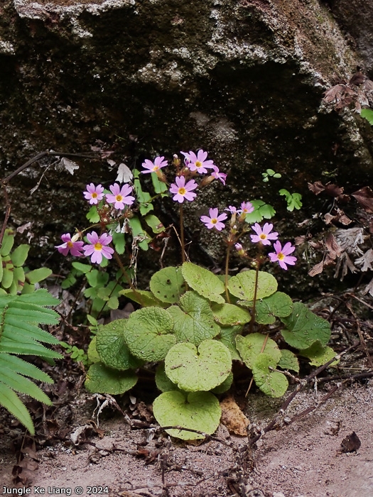 <i>Primula scopulicola </i>