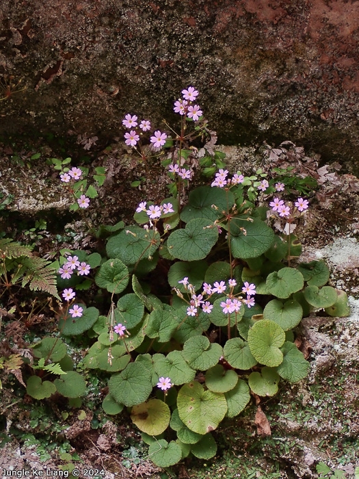 <i>Primula scopulicola </i>