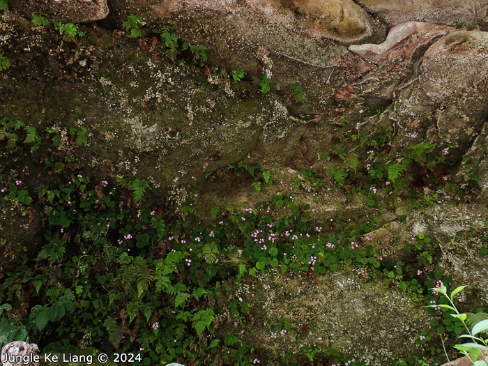 <i>Primula scopulicola </i>