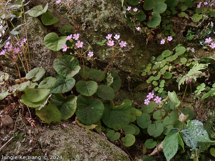 <i>Primula scopulicola </i>