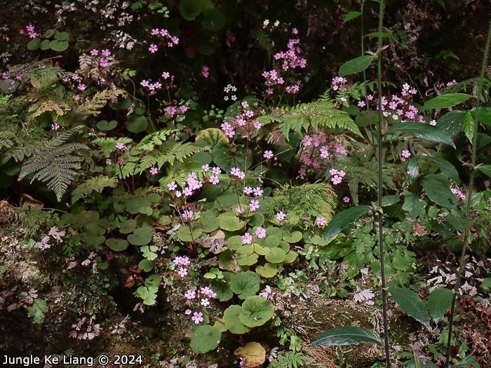 <i>Primula scopulicola </i>