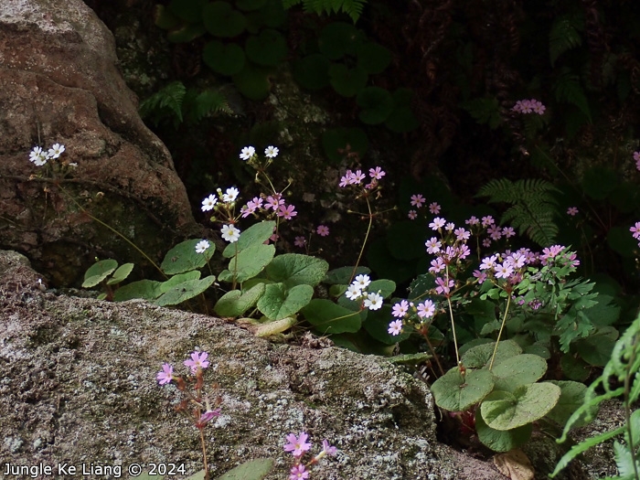 <i>Primula scopulicola </i>