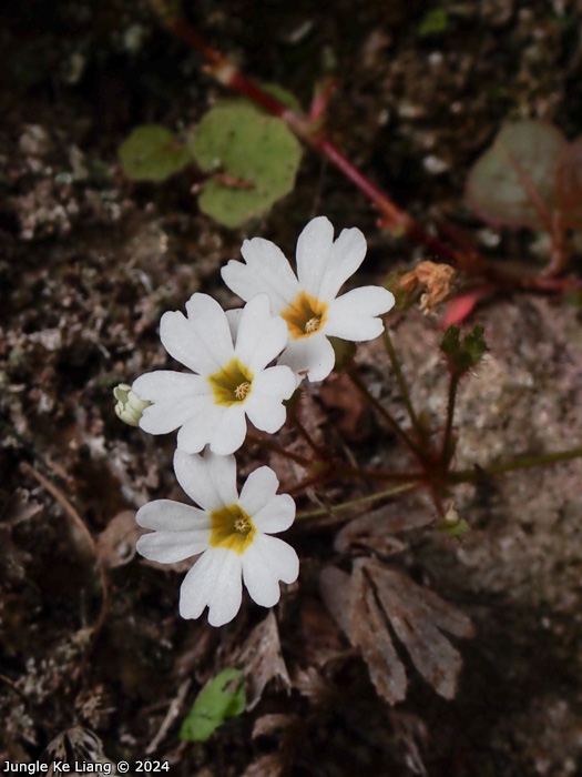 <i>Primula scopulicola </i>