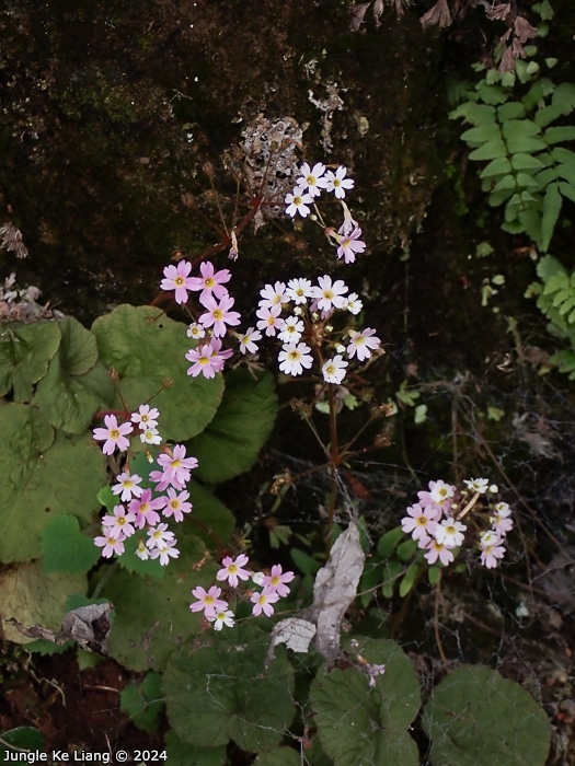 <i>Primula scopulicola </i>