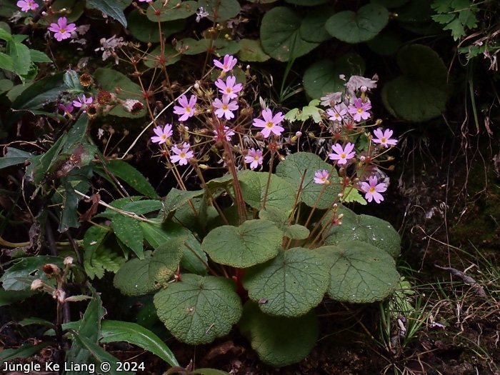 <i>Primula scopulicola </i>