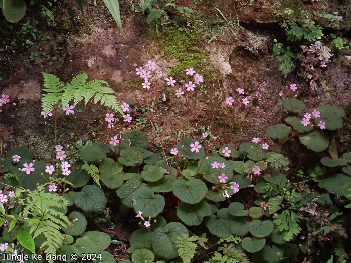 <i>Primula scopulicola </i>