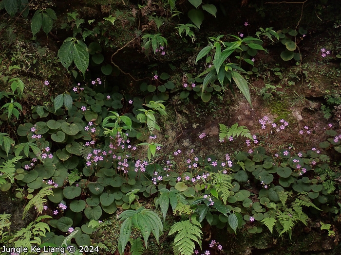 <i>Primula scopulicola </i>