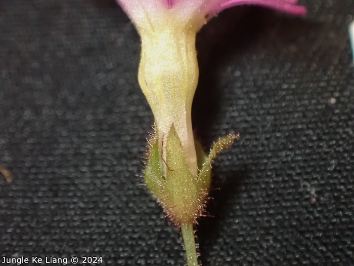<i>Primula scopulicola </i>