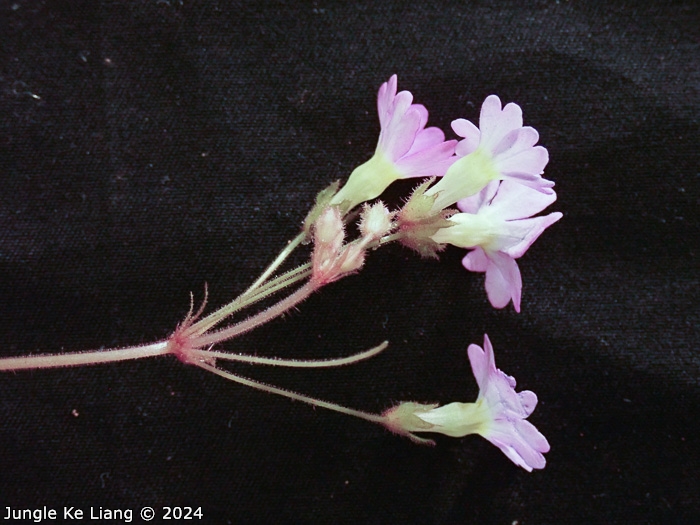 <i>Primula scopulicola </i>