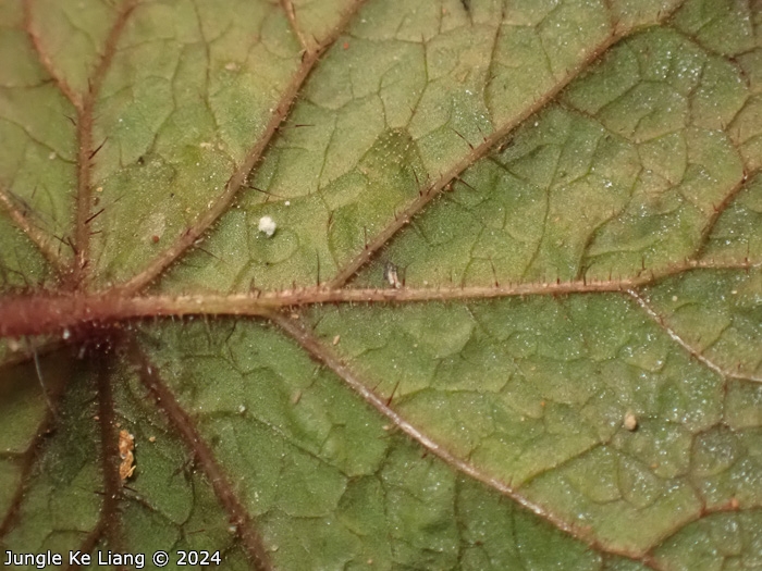 <i>Primula scopulicola </i>