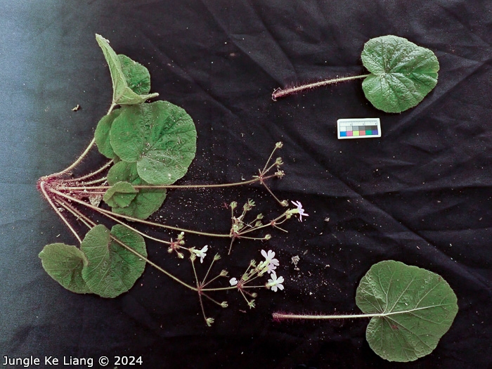 <i>Primula scopulicola </i>